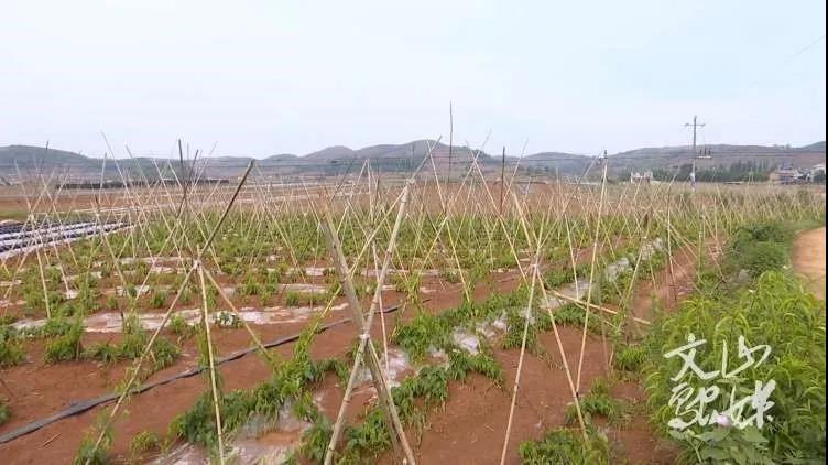 首页-PA集团有限公司官网入口